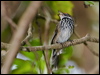 rufous_fantail_120746