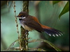 rufous_fantail_156427
