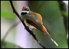 rufous_fantail_47260