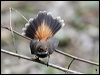 rufous_fantail_81121