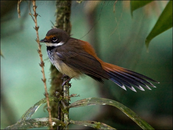Rufous Fantail rufous_fantail_156427.psd