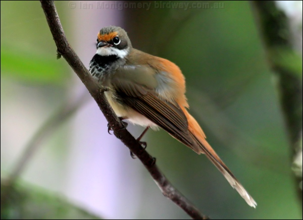 Rufous Fantail rufous_fantail_47260.psd