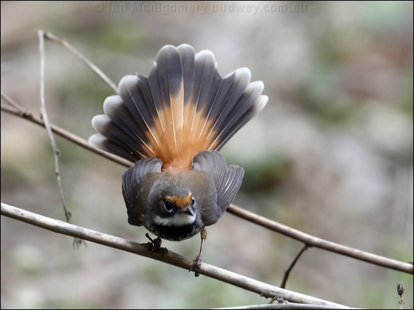 Rufous Fantail rufous_fantail_81121.psd