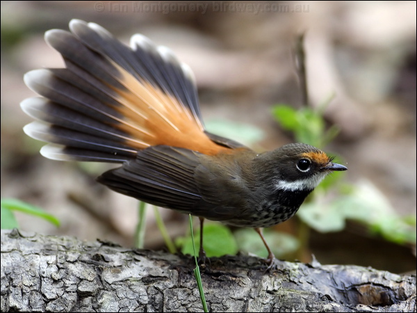 Rufous Fantail rufous_fantail_81126.psd