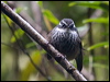 streaked_fantail_165576
