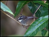 Click here to enter gallery and see photos/pictures/images of of Streaked Fantail