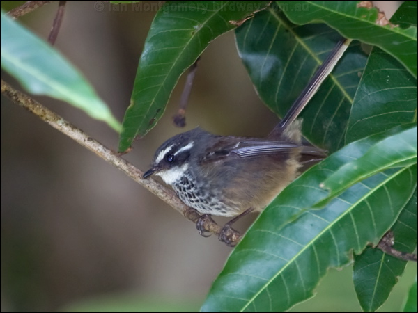 Streaked Fantail streaked_fantail_166178.psd
