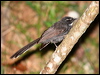 whitethroat_fantail_55976