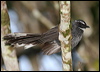 Click here to enter gallery and see photos/pictures/images of of White-throated Fantail