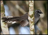 whitethroat_fantail_56380