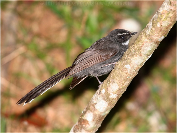 White-throated Fantail whitethroat_fantail_55976.jpg