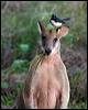 willie_wagtail_105697