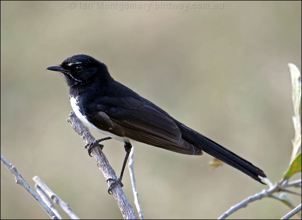 Willie Wagtail willie_wagtail_09937.psd
