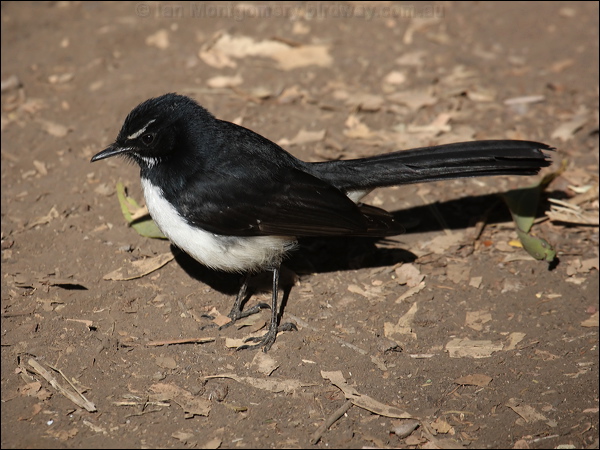 Willie Wagtail willie_wagtail_80759.psd