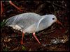 kagu_165512