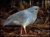 kagu_165553