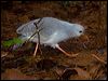 kagu_165565