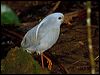 kagu_165568