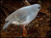 kagu_165574