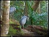 kagu_166858