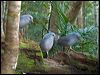 kagu_166860