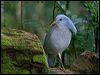 kagu_166865