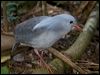 kagu_166907