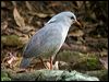 kagu_166926