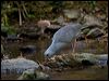 kagu_166958