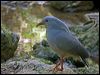 kagu_166974