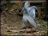 kagu_166992