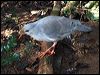 kagu_p00390