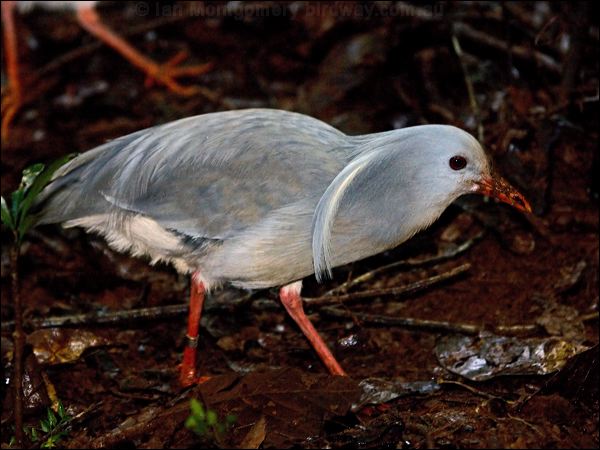 Kagu kagu_165512.psd