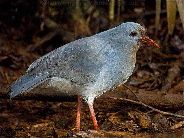 Kagu kagu_165553.psd
