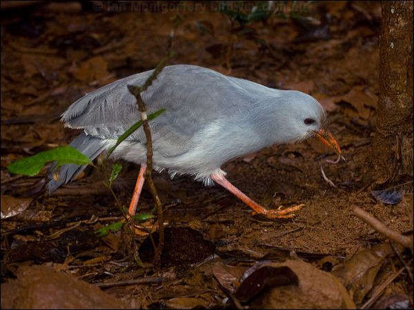 Kagu kagu_165565.psd