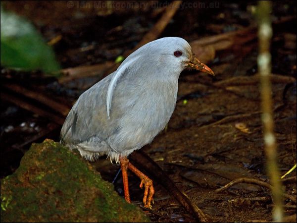 Kagu kagu_165568.psd