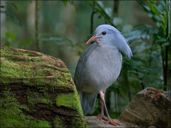 Kagu kagu_166865.psd