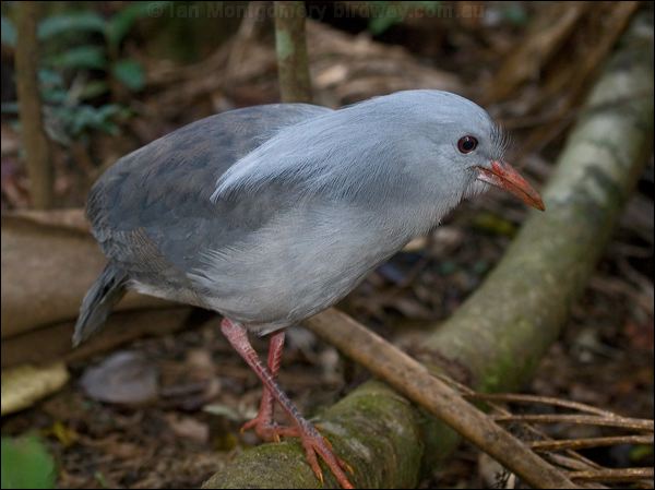 Kagu kagu_166907.psd