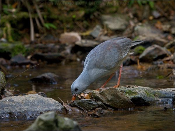 Kagu kagu_166958.psd