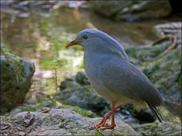 Kagu kagu_166974.psd