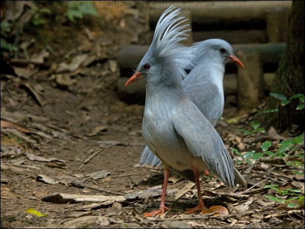 Kagu kagu_166992.psd