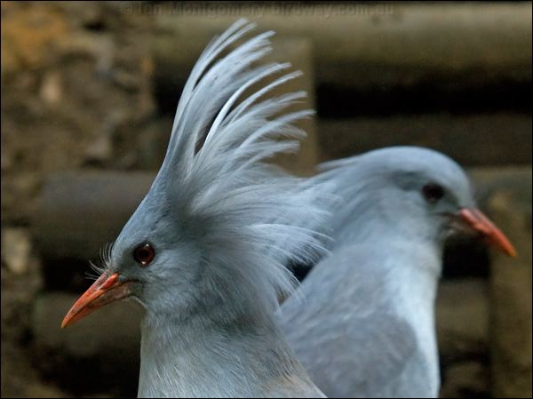 Kagu kagu_166992_1.psd