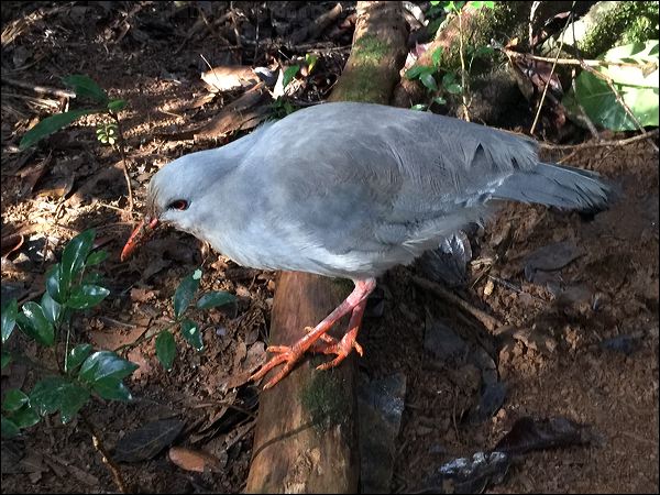 Kagu kagu_P00390.psd