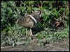 painted_snipe_11898