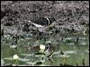 painted_snipe_83346