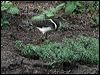 painted_snipe_83365