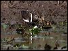painted_snipe_83394