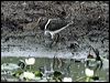 painted_snipe_83442