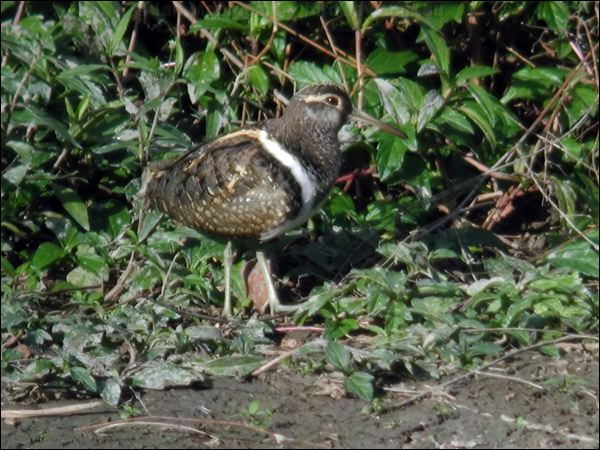 Australian Painted-snipe painted_snipe_11898.psd