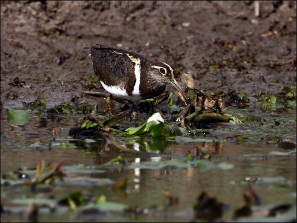Australian Painted-snipe painted_snipe_83394.psd